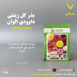 بذرگل داوودی الوان عنبری بسته بندی خانگی