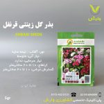 بذرگل قرنفل الوان عنبری بسته بندی خانگی