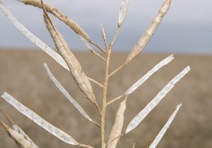 چسب غلاف کلزا