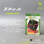بذر گیاه دارویی سرخارگل عنبری بسته بندی خانگی