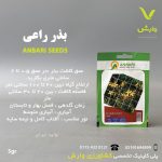 بذر گیاهان دارویی راعی عنبری بسته بندی خانگی