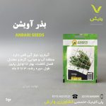 بذر گیاهان دارویی آویشن عنبری بسته بندی خانگی