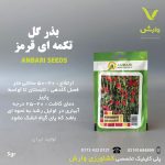 بذرگل تکمه قرمز عنبری بسته بندی خانگی