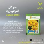 بذر گل اشرفی زرد کورنوبیس عنبری بسته بندی خانگی