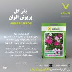 بذرگل پریوش الوان عنبری بسته بندی خانگی