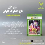 بذرگل تاج الملوک پابلند عنبری بسته بندی خانگی