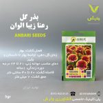 بذرگل رعنای زیبا گل عنبری بسته بندی خانگی