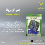بذر گیاهان دارویی زوفاعنبری بسته بندی خانگی