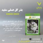 بذرگل عسلی سفیدعنبری بسته بندی خانگی