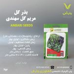 بذر گیاهان دارویی مریم گلی سهندی عنبری بسته بندی خانگی