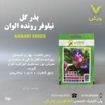 بذرگل نیلوفر رونده گل عنبری بسته بندی خانگی