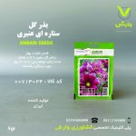 بذرگل ستاره ای عنبری بسته بندی خانگی