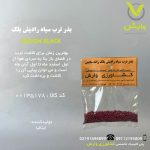 بذر ترب سیاه رادیش بلک راند سایس