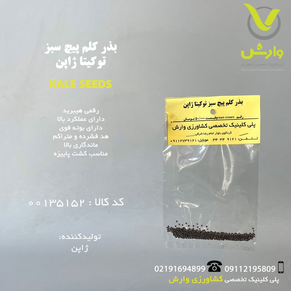 بذر کلم پیچ سبز توکیتا ژاپن رقم GREEN CROWN