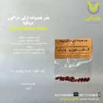 بذر هندوانه ارلی دراگون دونگیا رقم ارلی دراگون