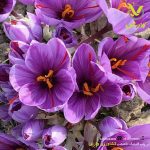 پکیج کودی زاج آب زعفران 1 هکتاری - Image 2