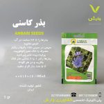 بذر گیاهان دارویی کاسنی عنبری بسته بندی خانگی