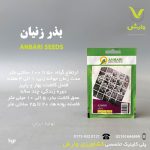 بذر گیاهان دارویی زنیان عنبری بسته بندی خانگی