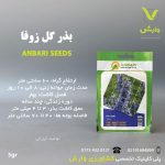 بذر گیاهان دارویی زوفاعنبری بسته بندی خانگی