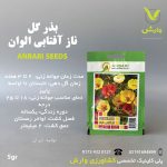 بذر گل ناز آفتابی عنبری بسته بندی خانگی