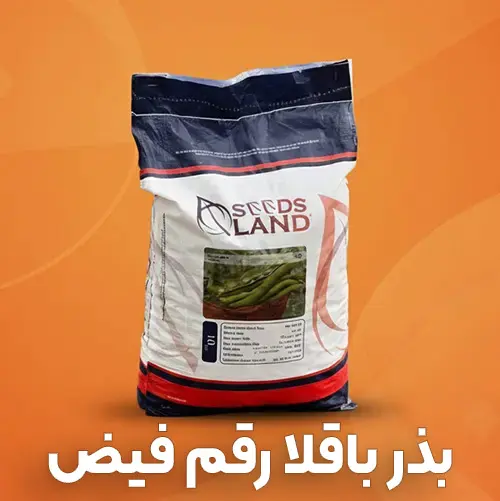 بذر باقلا رقم فیض با تناژ بالا