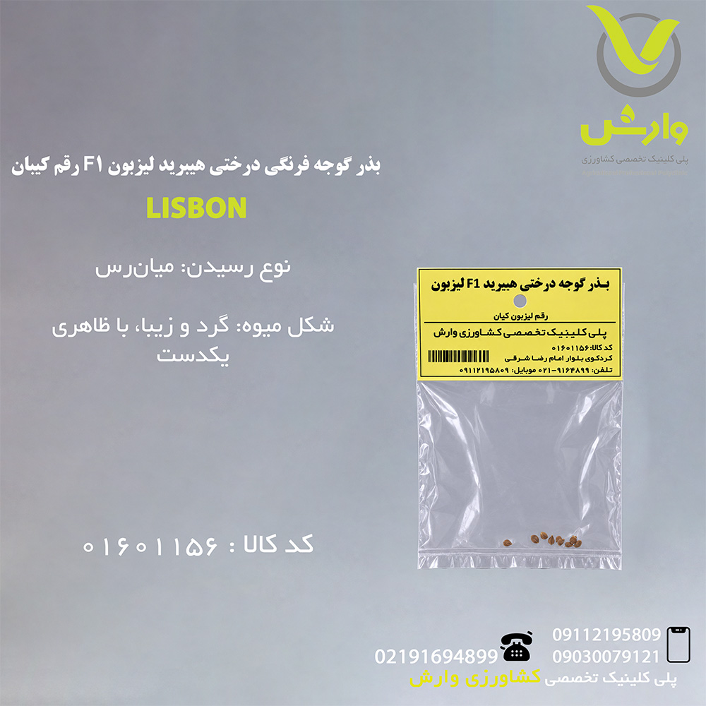 بذر گوجه فرنگی درختی هیبرید لیزبون F1 رقم کیبان
