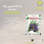 بذر گیاه دارویی زوفا رویش بذر