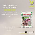 بذر گیاه دارویی اکیناسه (سرخارگل) رویش بذر