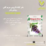 بذر گیاه دارویی مریم گلی رویش بذر
