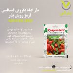 بذر گیاه دارویی فیسالیس قرمز رویش بذر