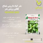 بذر گیاه دارویی نعناع فلفلی رویش بذر