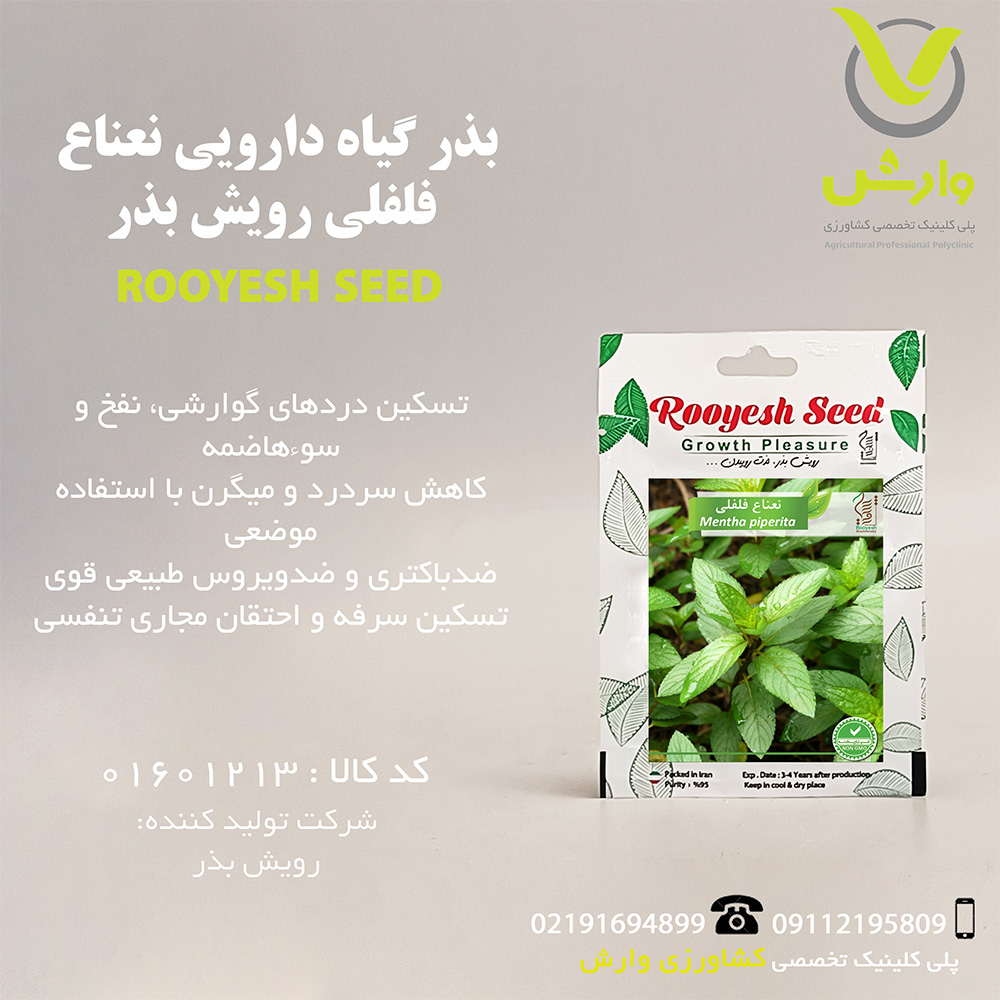 بذر گیاه دارویی نعناع فلفلی رویش بذر