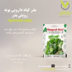 بذر گیاه دارویی پونه رویش بذر