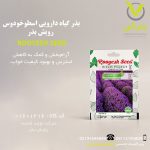 بذر گیاه دارویی اسطوخودوس رویش بذر