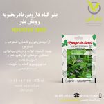 بذر گیاه دارویی بادرنجبویه رویش بذر