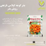 بذر گوجه گیلاسی نارنجی رویش بذر