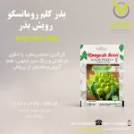 بذر کلم رومانسکو رویش بذر