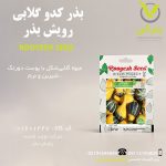 بذر کدو گلابی رویش بذر