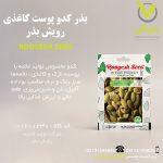 بذر کدو پوست کاغذی رویش بذر