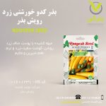 بذر کدو خورشتی زرد رویش بذر