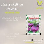 بذر کلم قمری بنفش رویش بذر