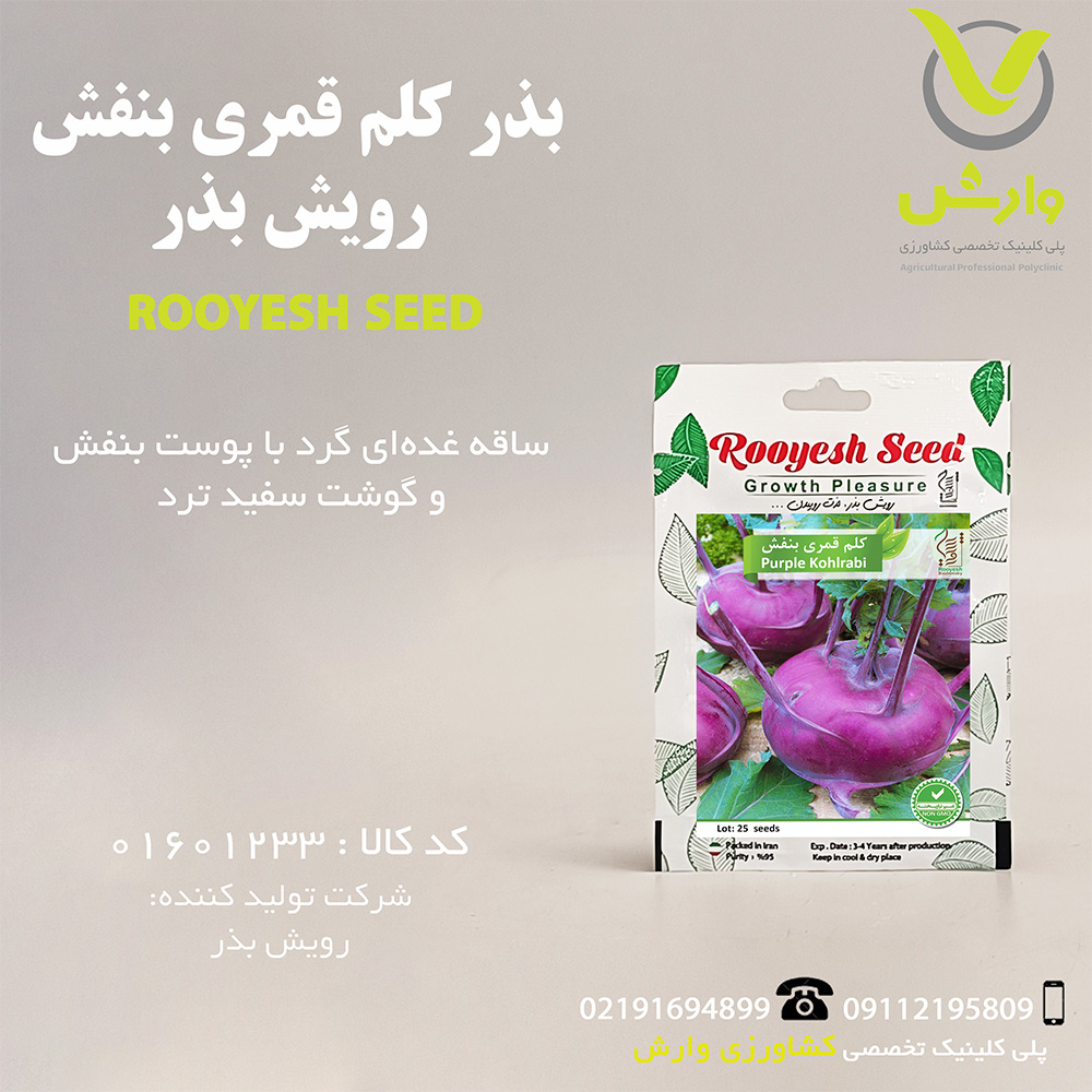 بذر کلم قمری بنفش رویش بذر