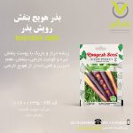 بذر هویج بنفش رویش بذر