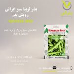 بذر لوبیا سبز ایرانی رویش بذر