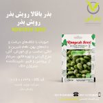 بذر باقالا رویش بذر