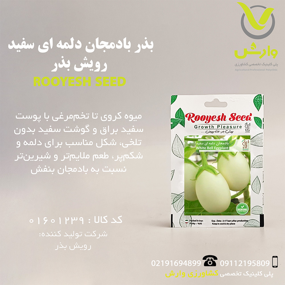 بذر بادمجان دلمه ای سفید رویش بذر
