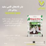 بذر بادمجان قلمی سفید رویش بذر