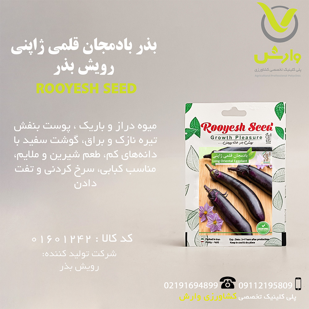 بذر بادمجان قلمی ژاپنی رویش بذر