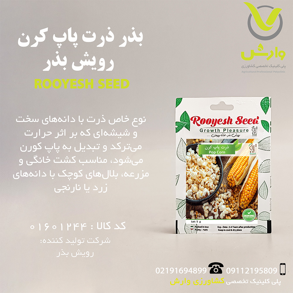 بذر ذرت پاپ کرن رویش بذر