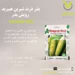 بذر ذرت شیرین هیبرید رویش بذر